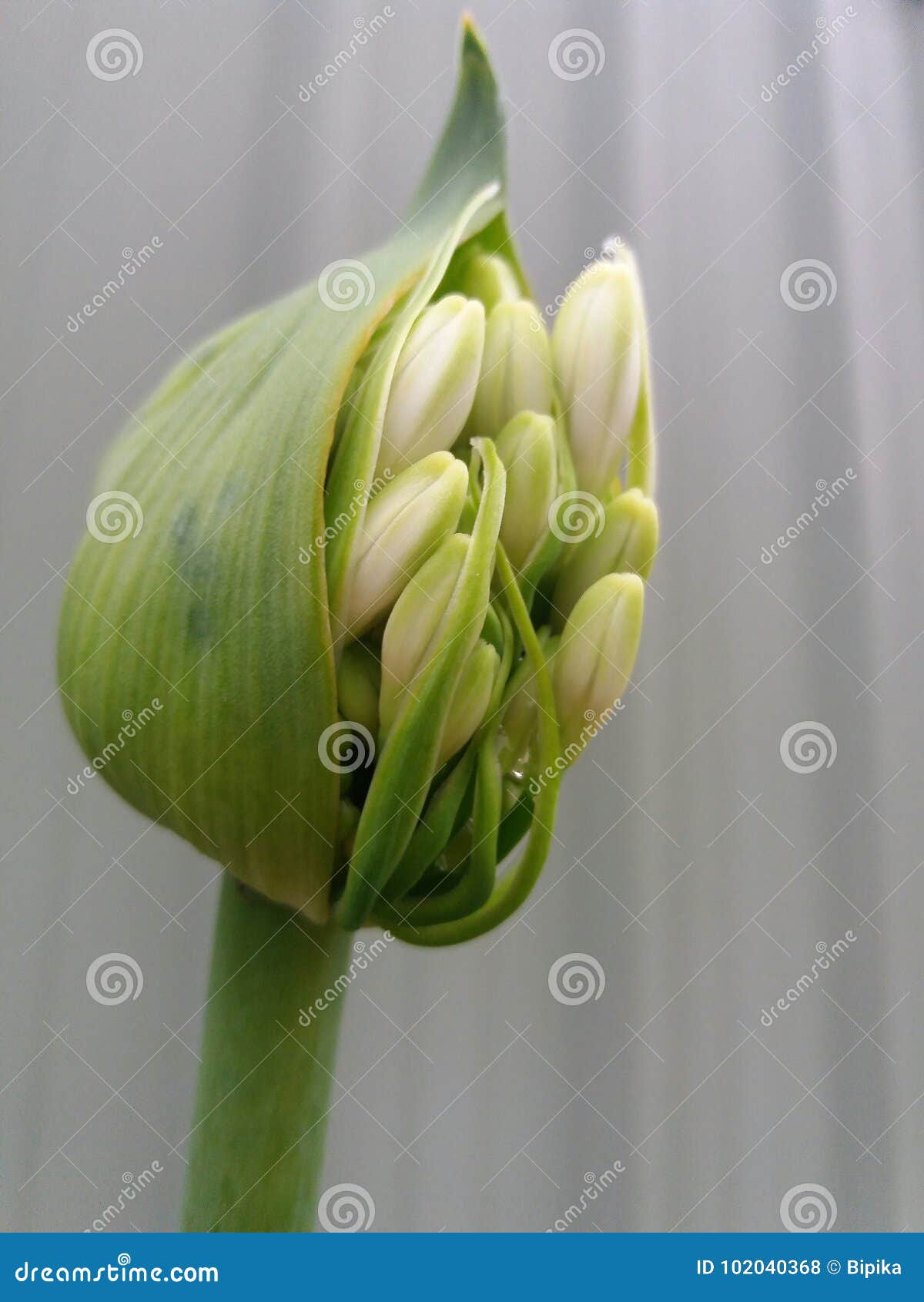 Roadside white flower seed stock photo. Image of seed 102040368