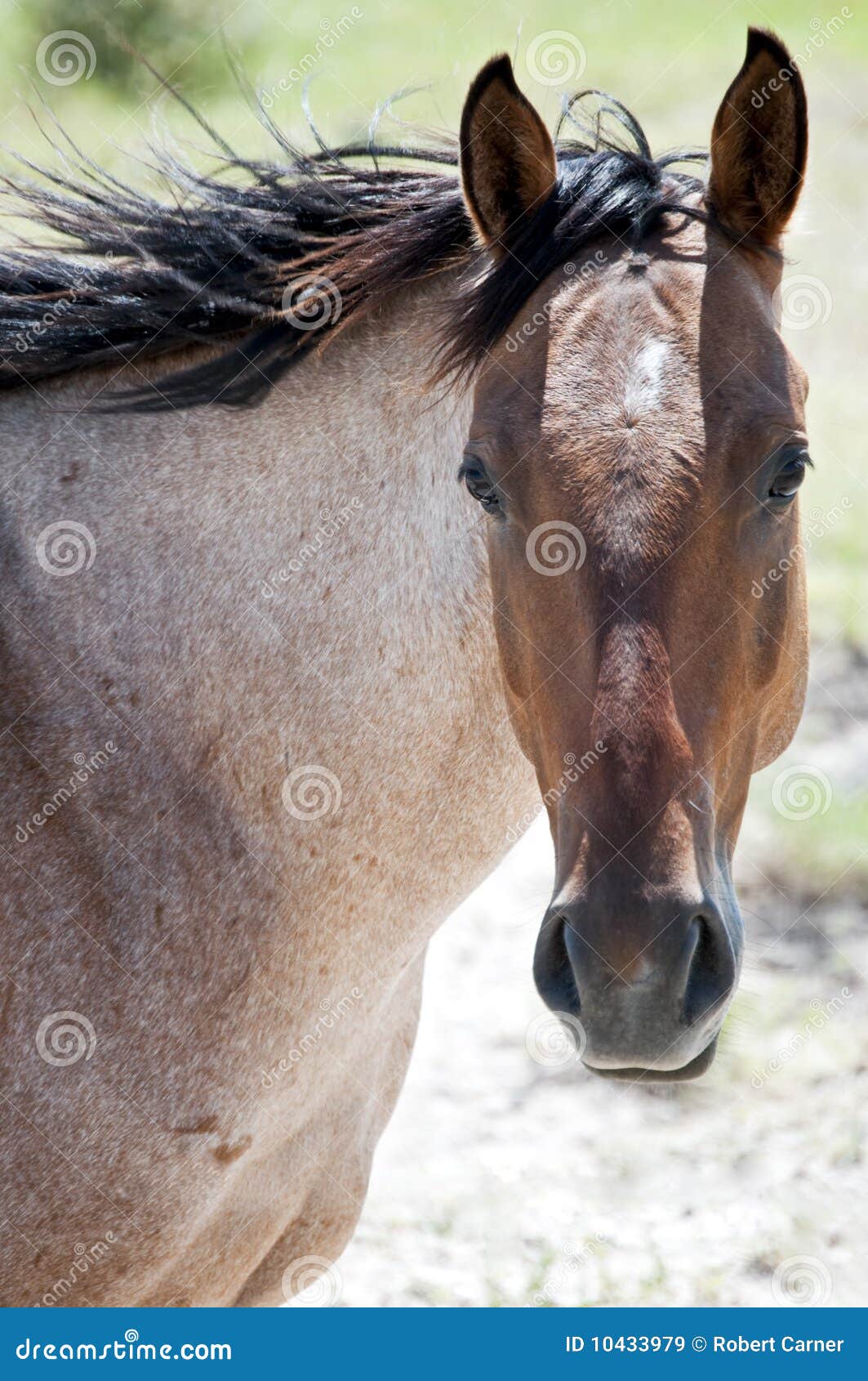 roan horse