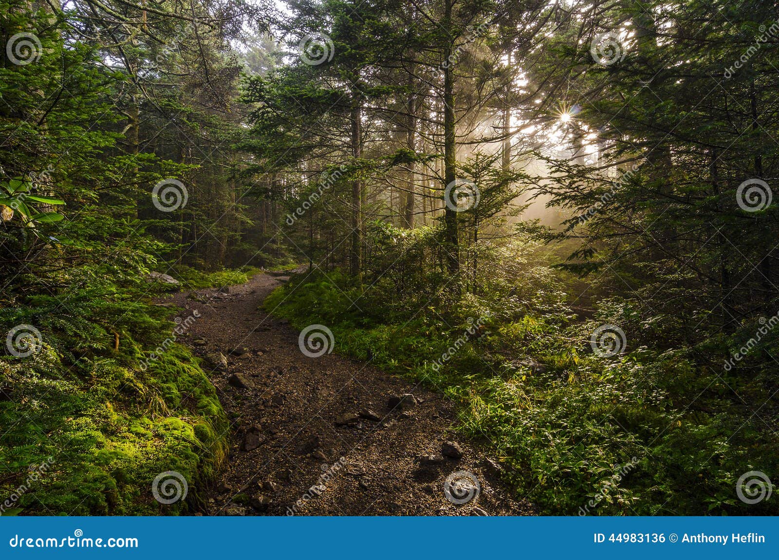 roan mountain, crepuscular rays, tennessee forest