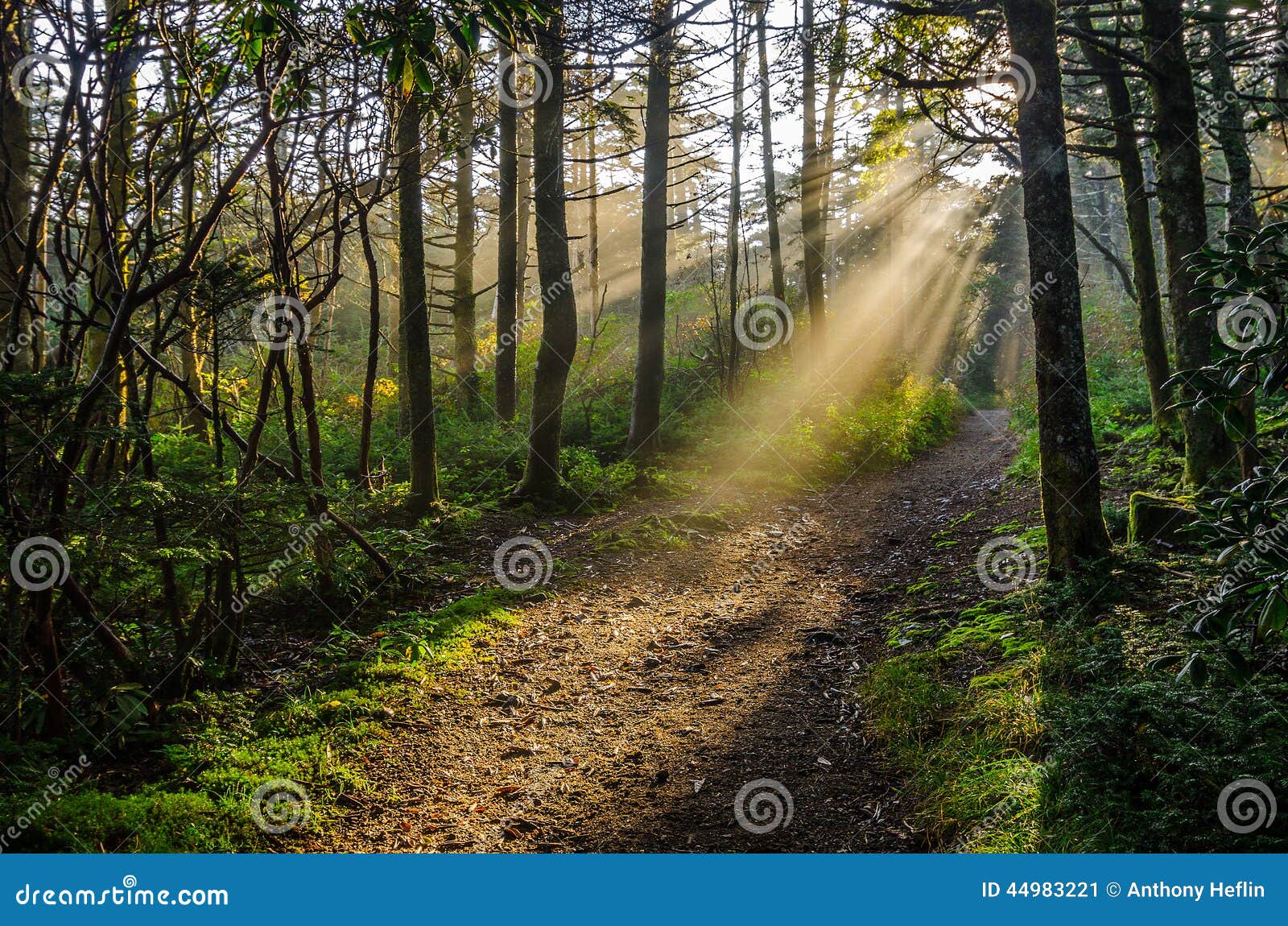 roan mountain, crepuscular rays, tennessee forest