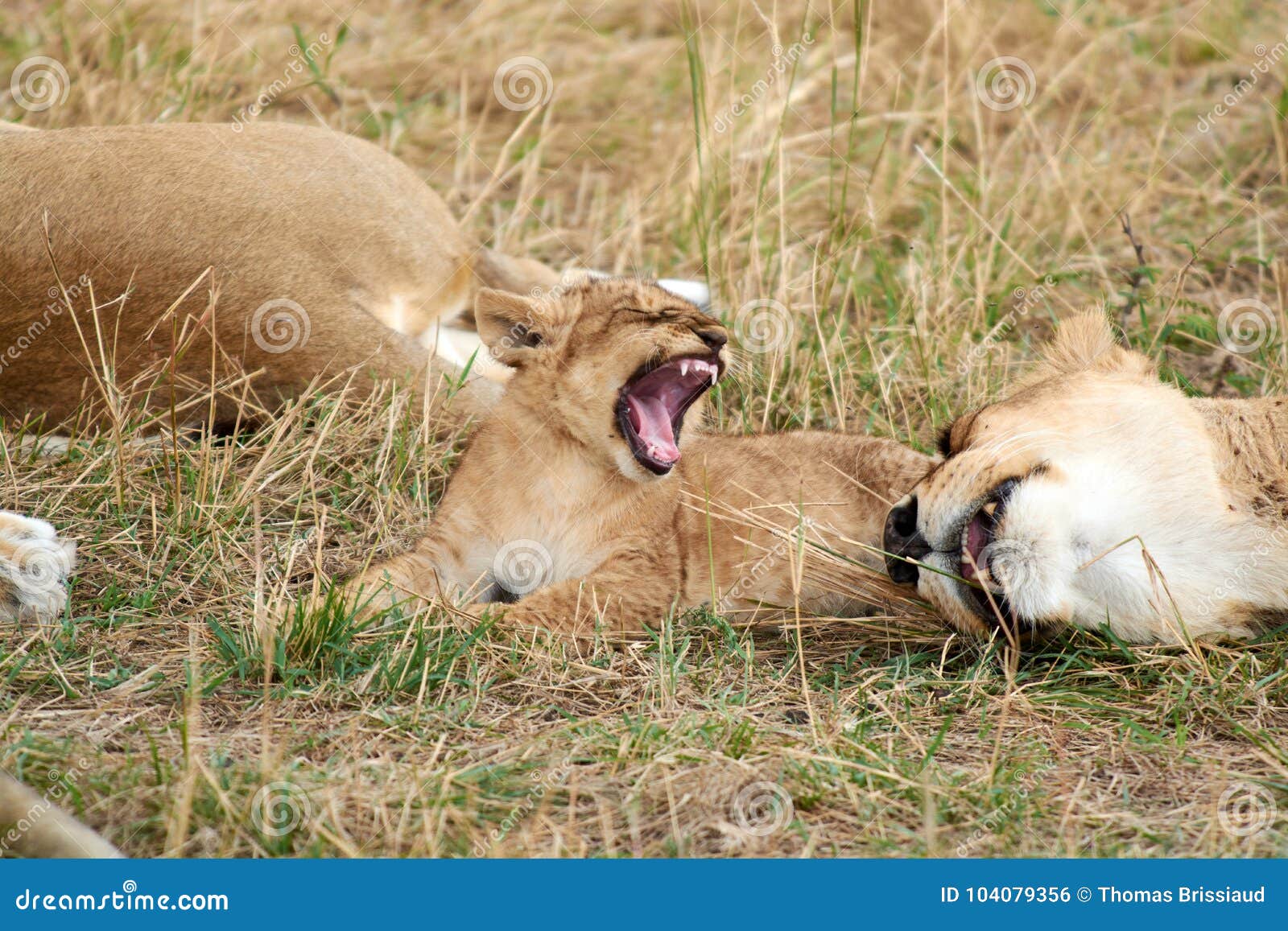 Roaring baby lion stock photo. Image of female, african 104079356