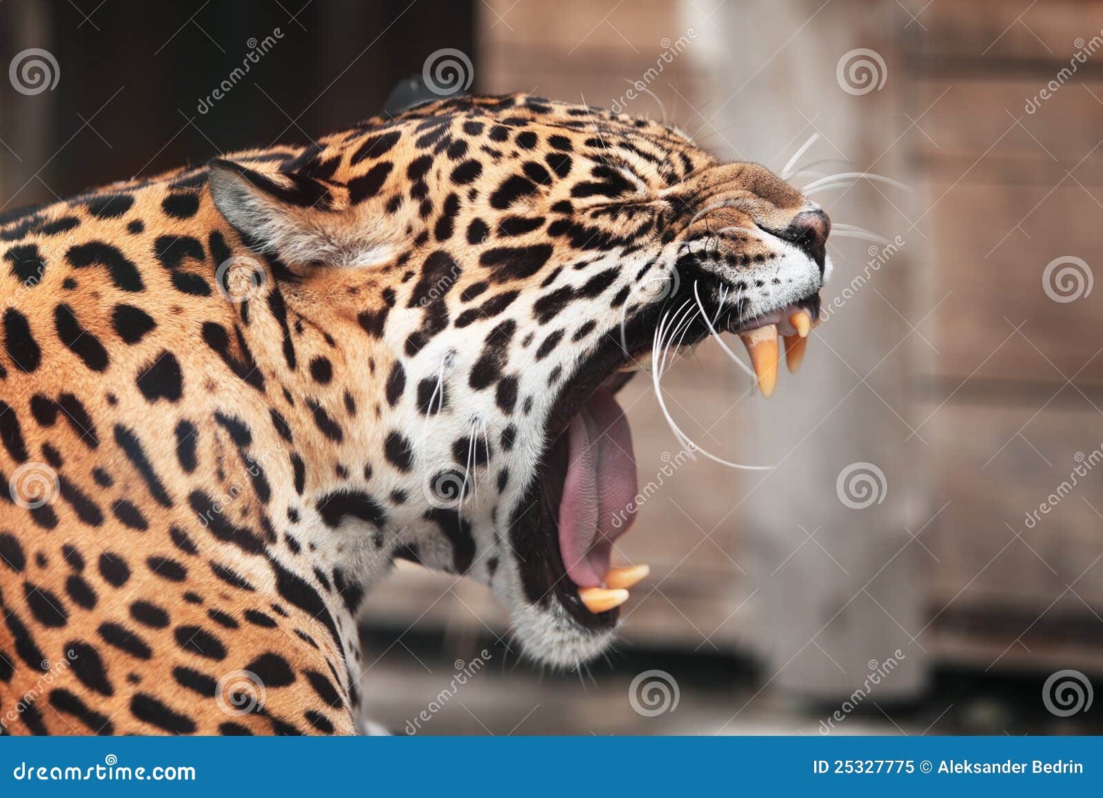 roaring jaguar. wildlife