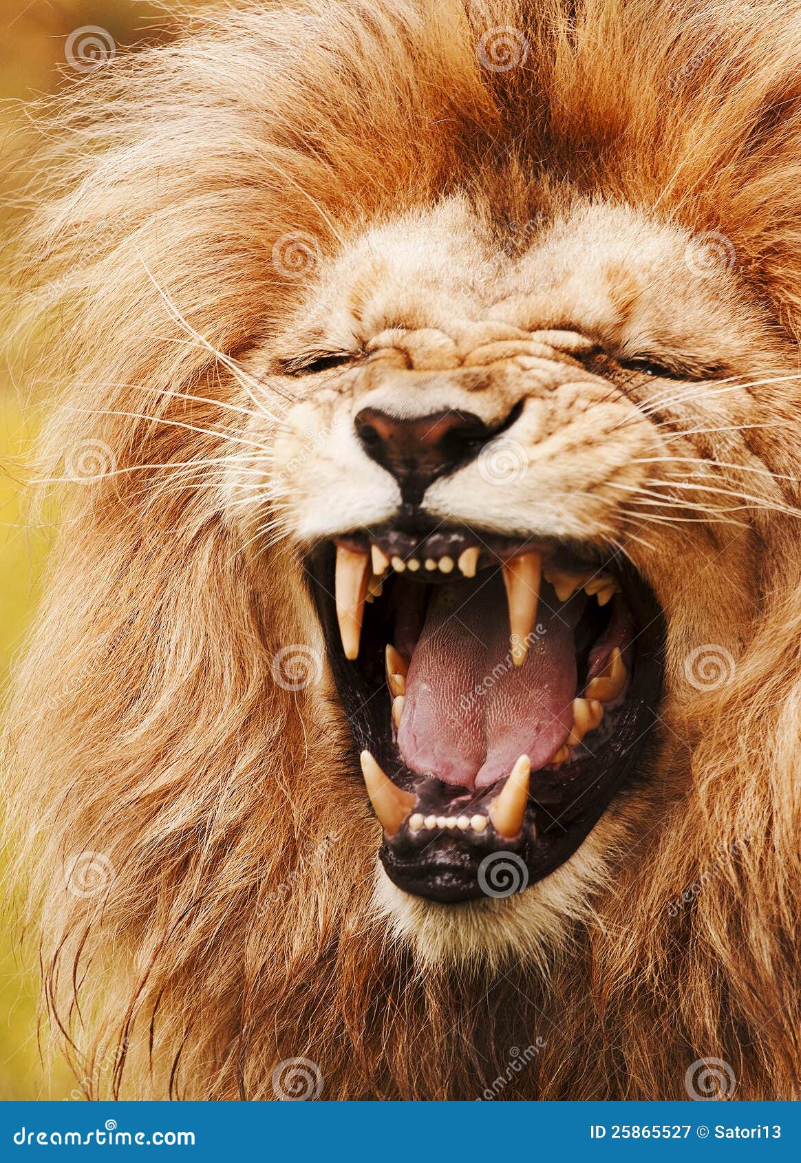 Roaring lion stock image. Image of face, dangerous, animal - 25865527