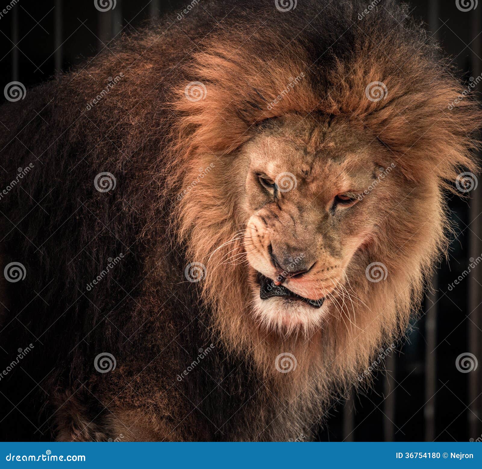 Roaring lion stock photo. Image of open, dangerous, hunter - 36754180