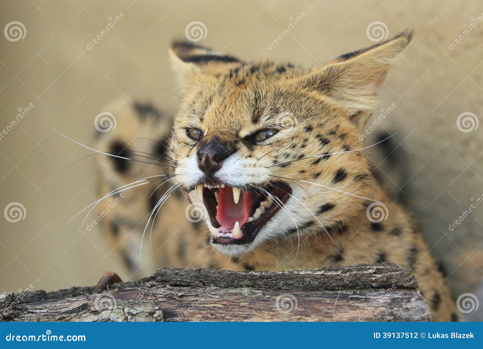 roaring serval