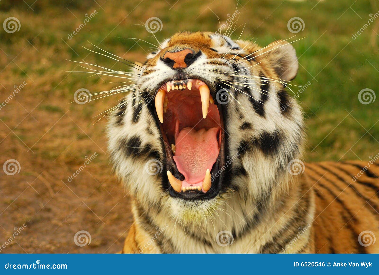 tiger predators