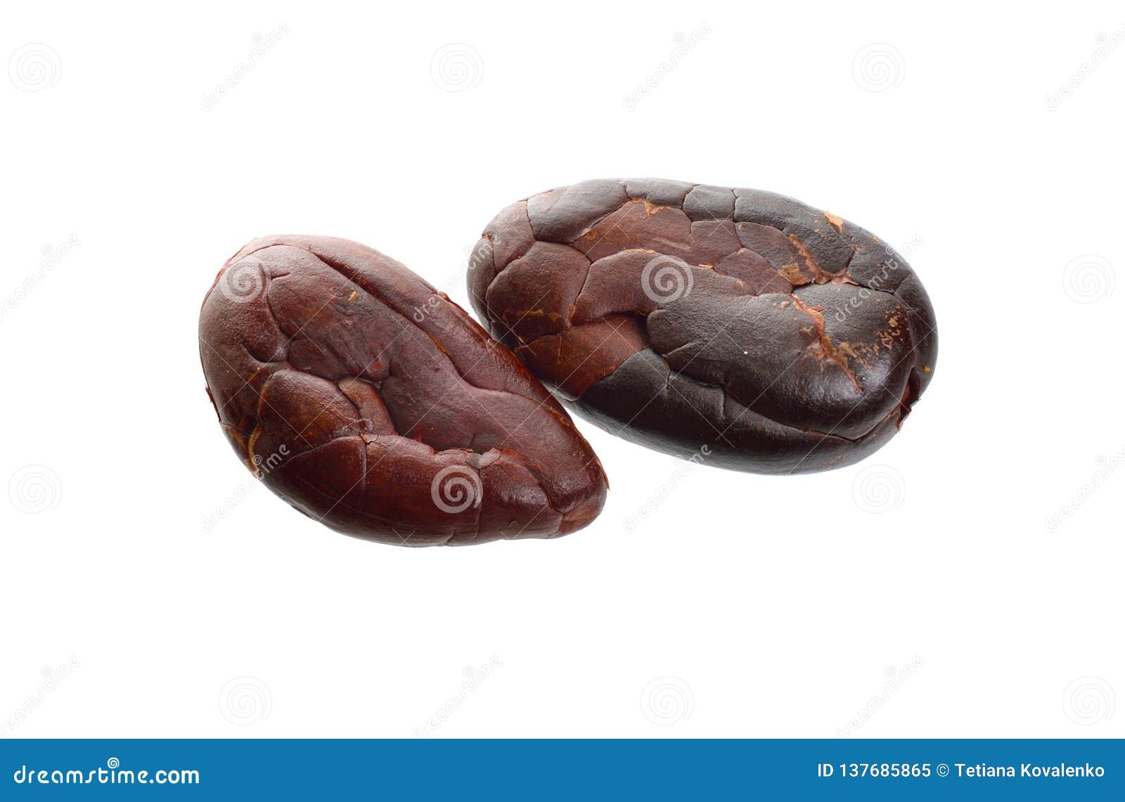roasted cocoa beans  on white background. full dept of field