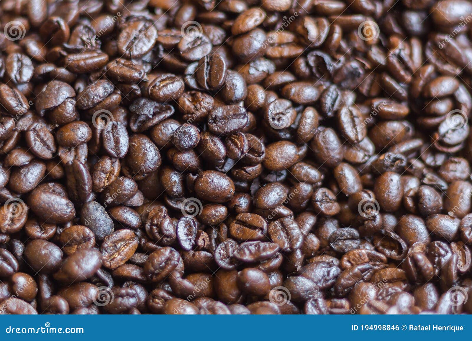 Conilon Coffee Stock Photos - Free & Royalty-Free Stock Photos