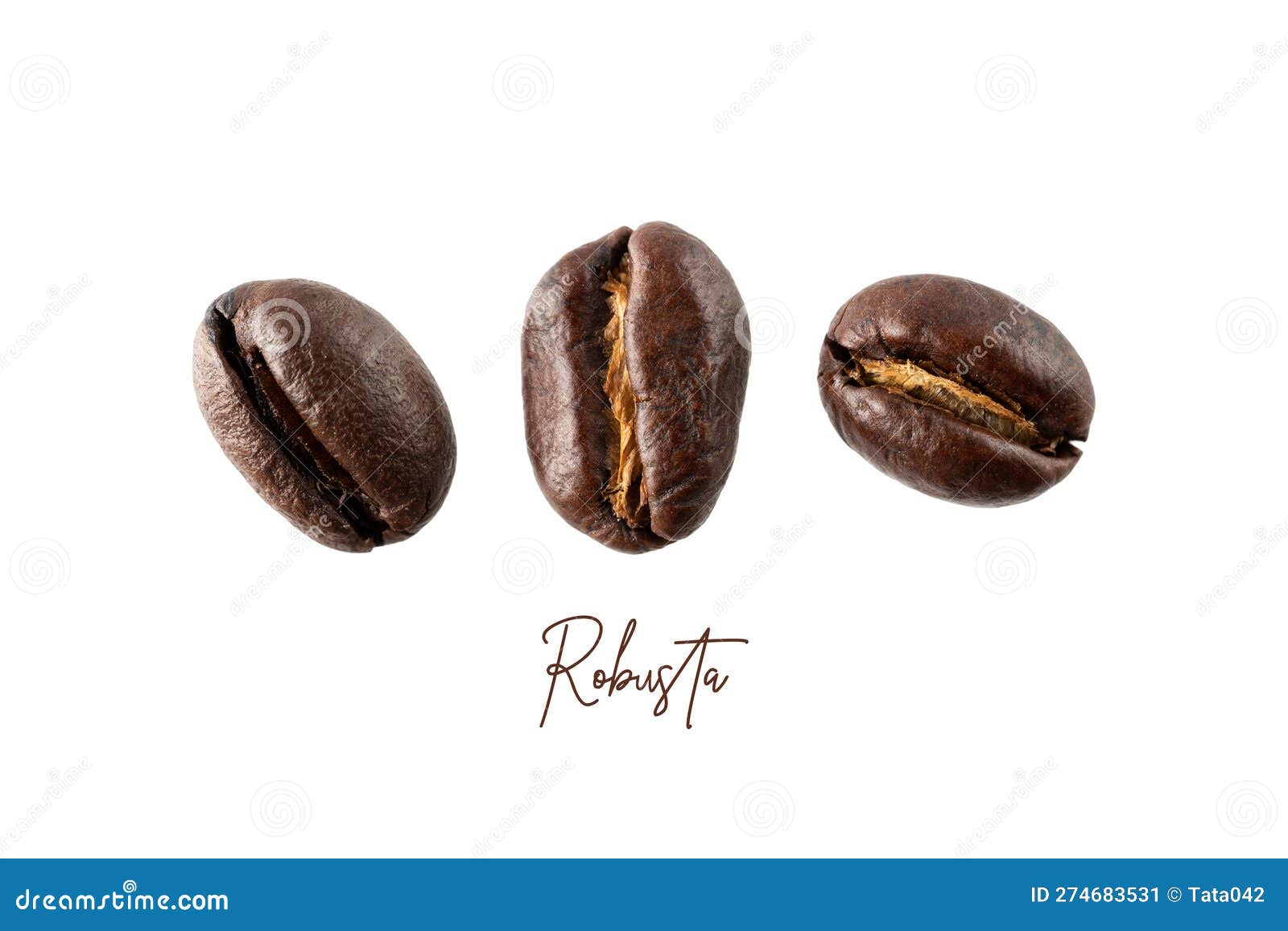 Roasted Robusta Peaberry Coffee Beans Closeup Isolated on White.Macro