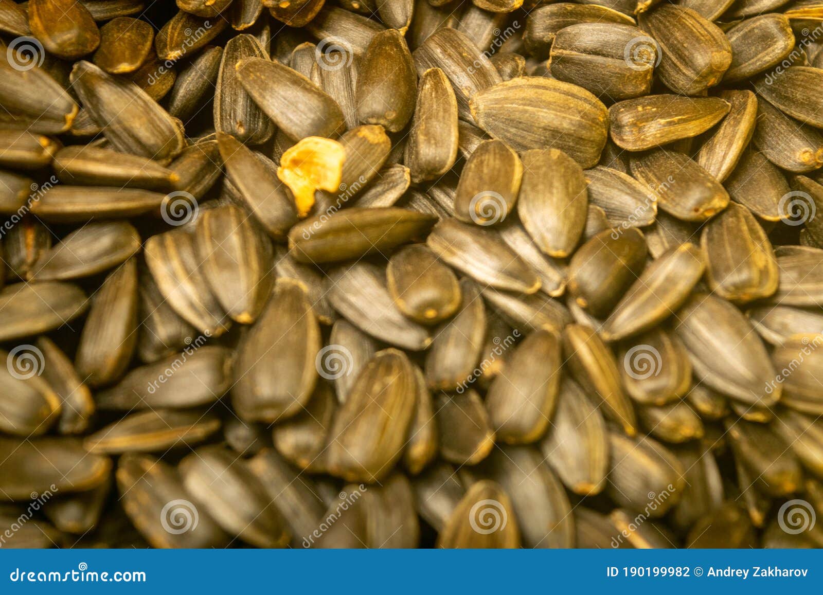 Roasted Sunflower Seeds with a Scattering Surface Texture. Close Up