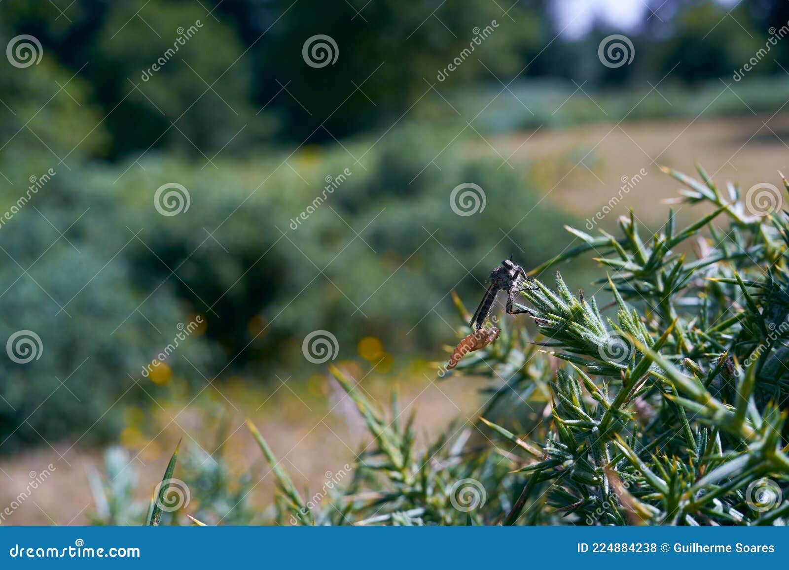 robber fly insect after eclosion perched on plant