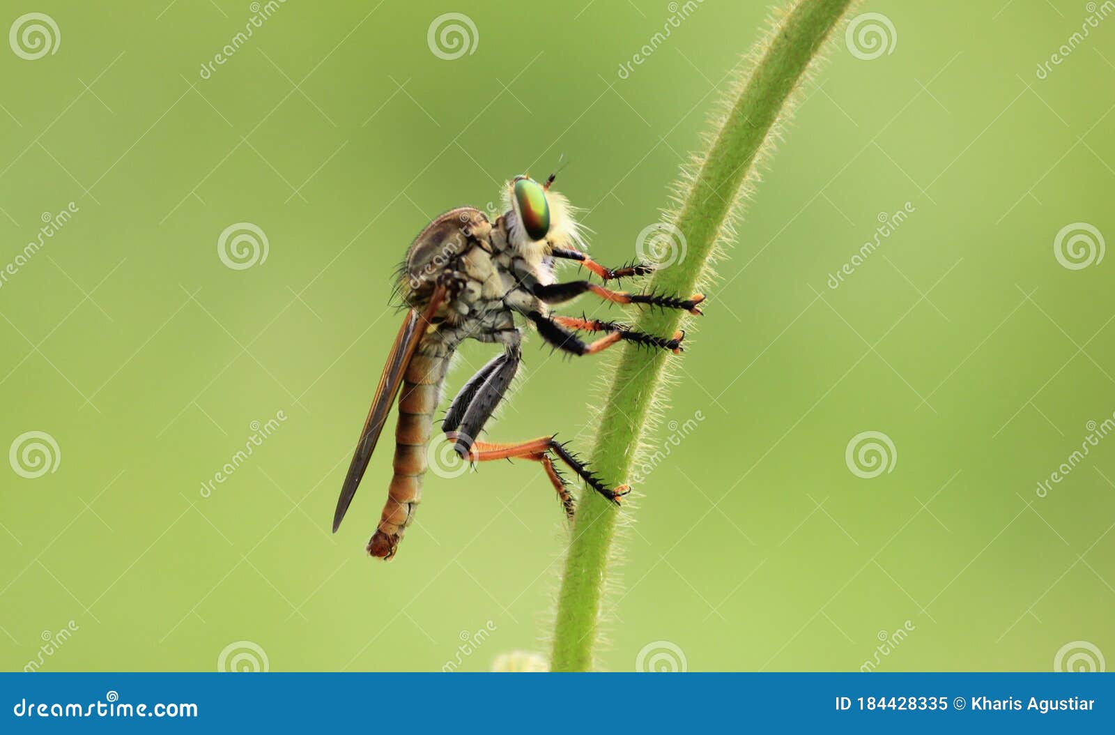 robberfly flies insec lt predator close up