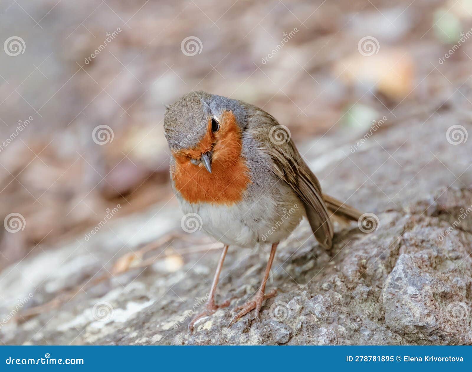 robin bird or erithacus rubecula, standing on cliff in the cactualdea park in gran canaria, spain