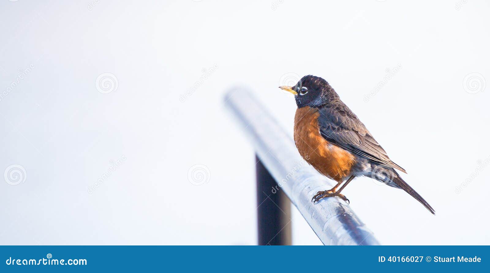 robin bird on railing