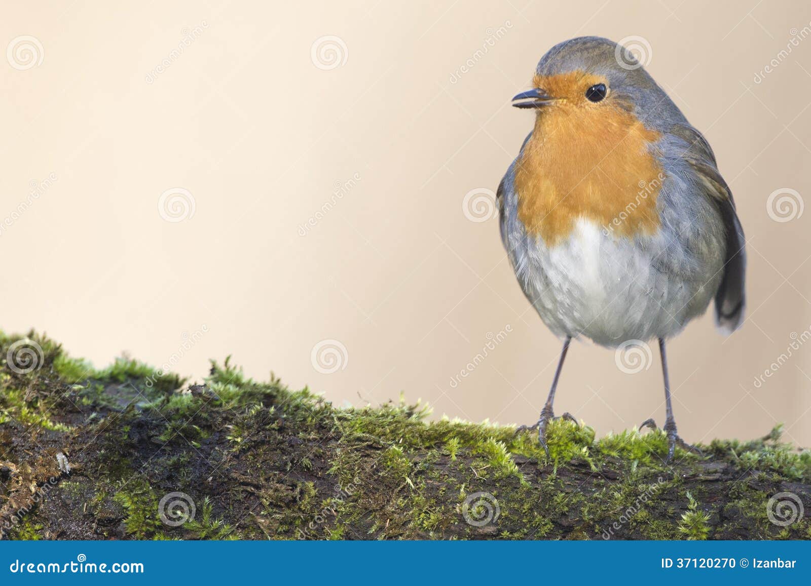 Robin bird red breast stock photo. Image of background 37120270