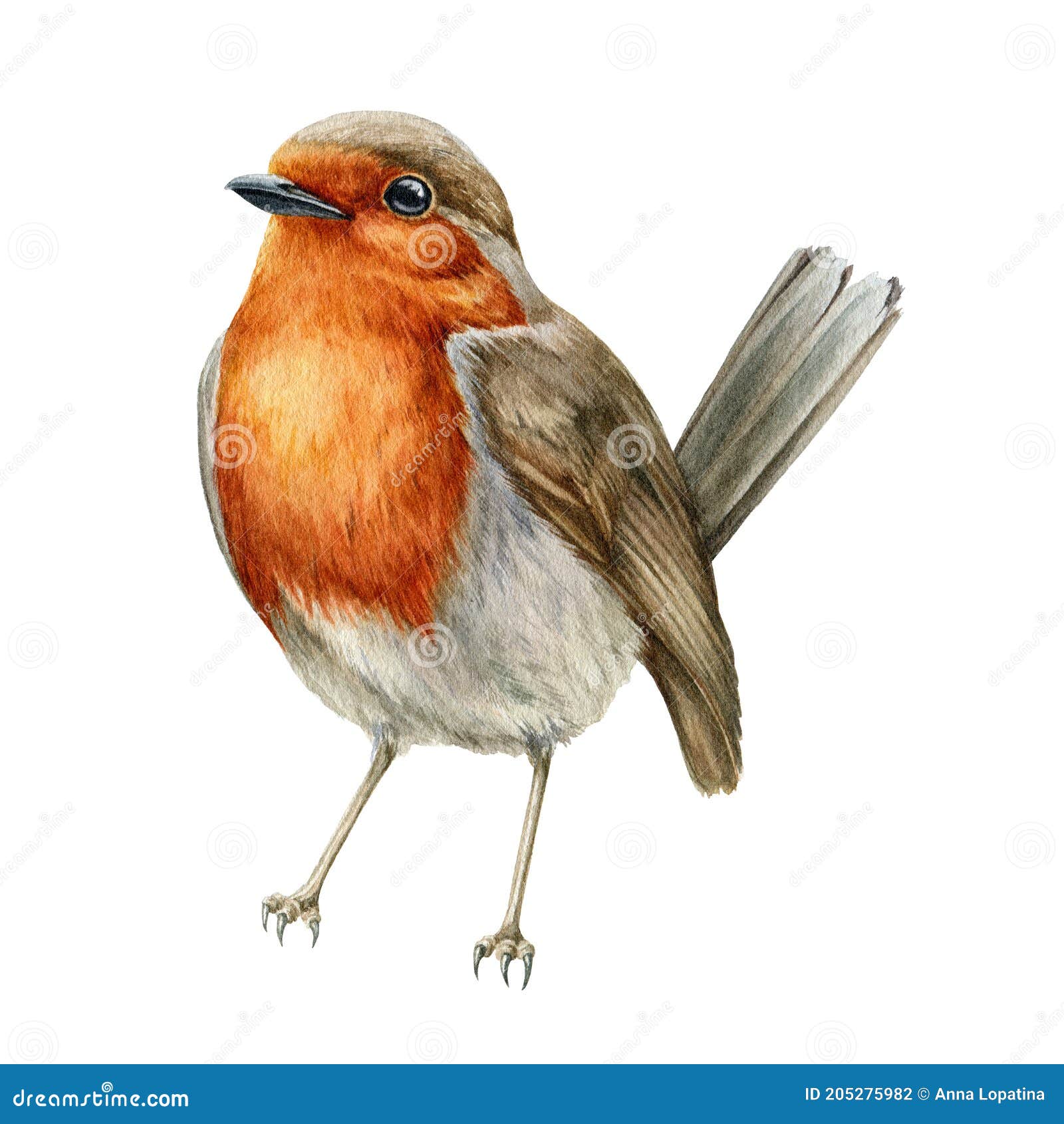 Robin Bird Watercolor Illustration. Hand Drawn Close Up Small