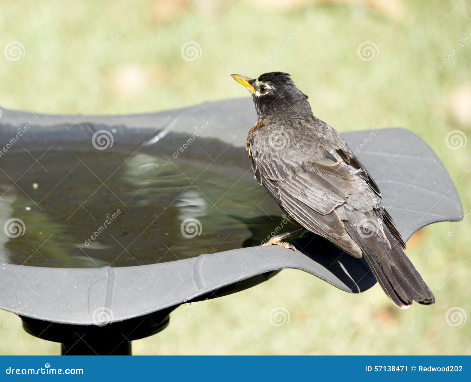 Robin drink water stock image. Image of wildlife, closeup 57138471