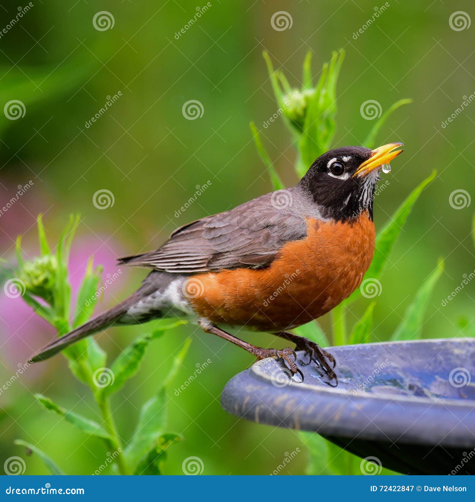 Robin drinking at birdbath stock image. Image of garden 72422847