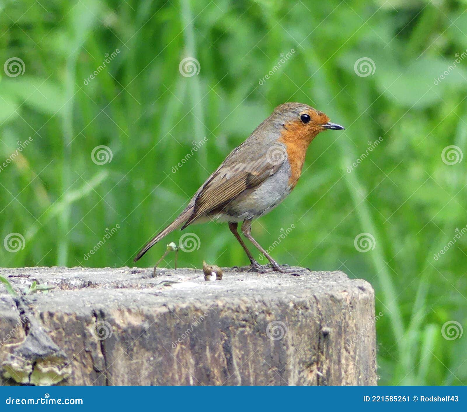 Robin Emperrado Contra Fundo Verde Imagem de Stock - Imagem de fundo,  passarinho: 221585261