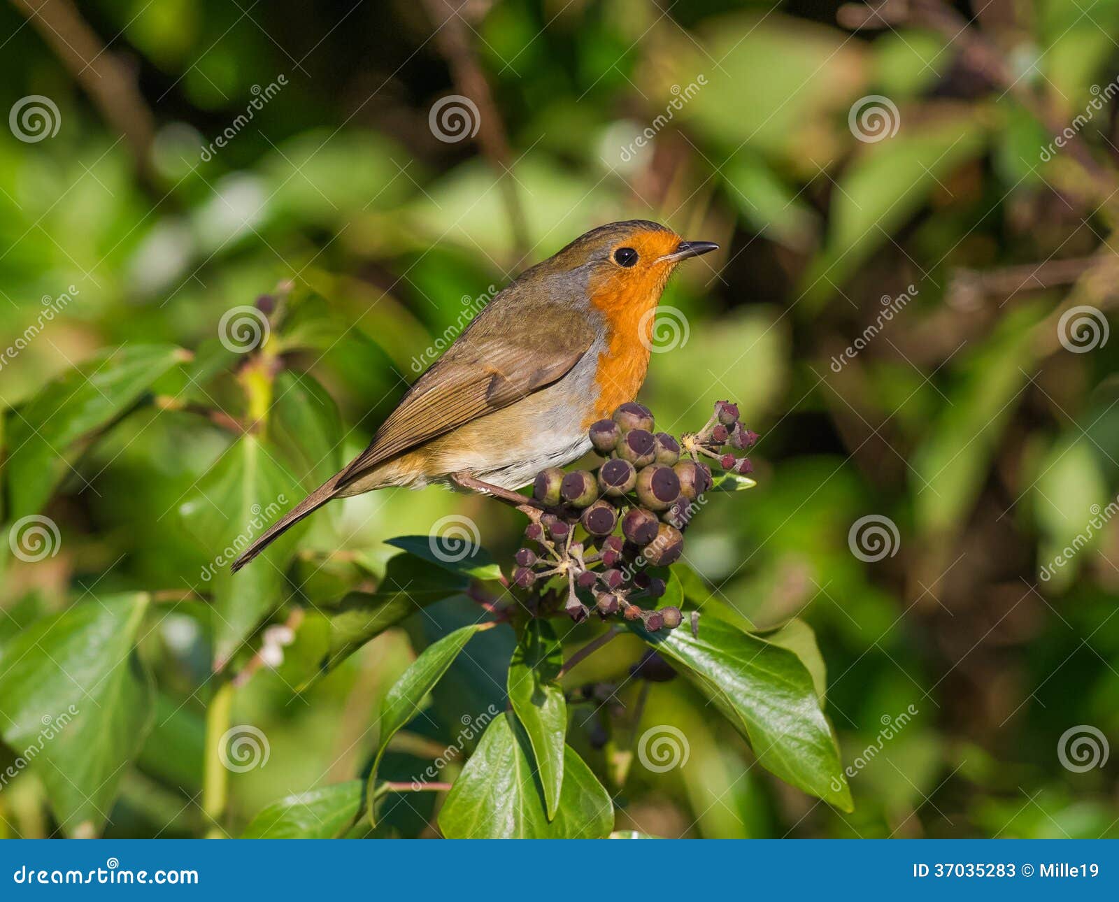 Robin on Ivy stock image. Image of wildlife, berries 37035283