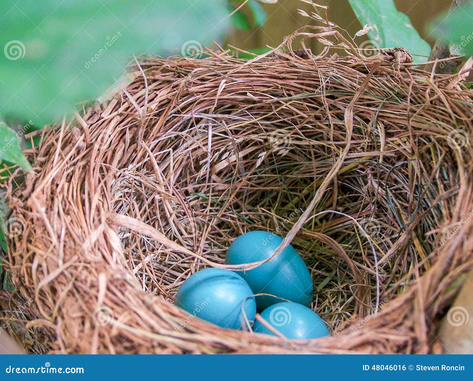 Robin Nest with Three Blue Eggs Stock Photo Image of robin, blue