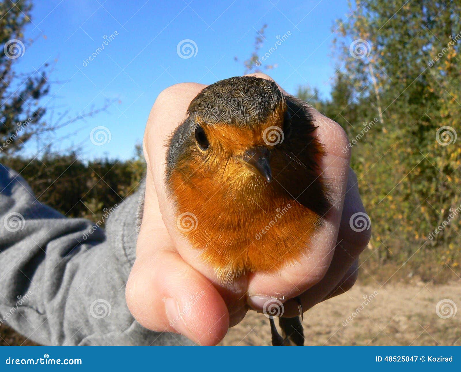 Robin Portrait Bird Held in Hand. Catching and Ringing Birds. Stock