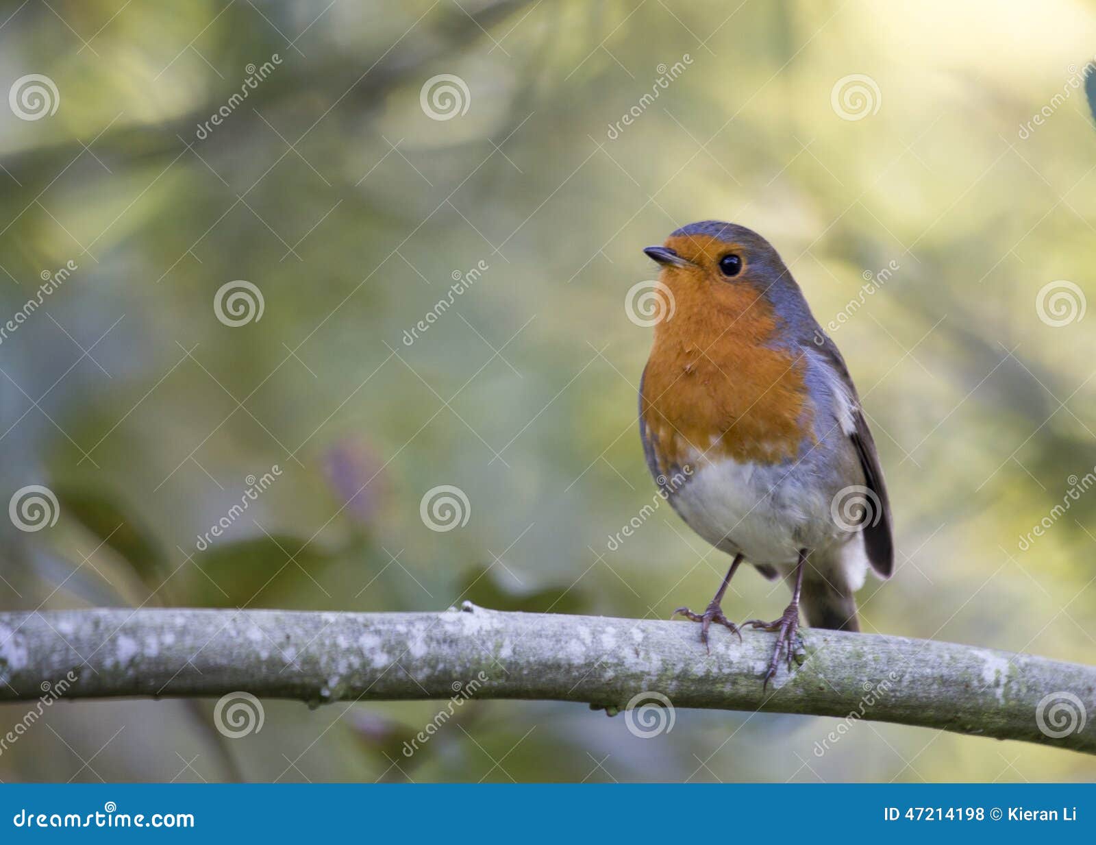 Robin Red Breast stock photo. Image of outdoors, nature 47214198