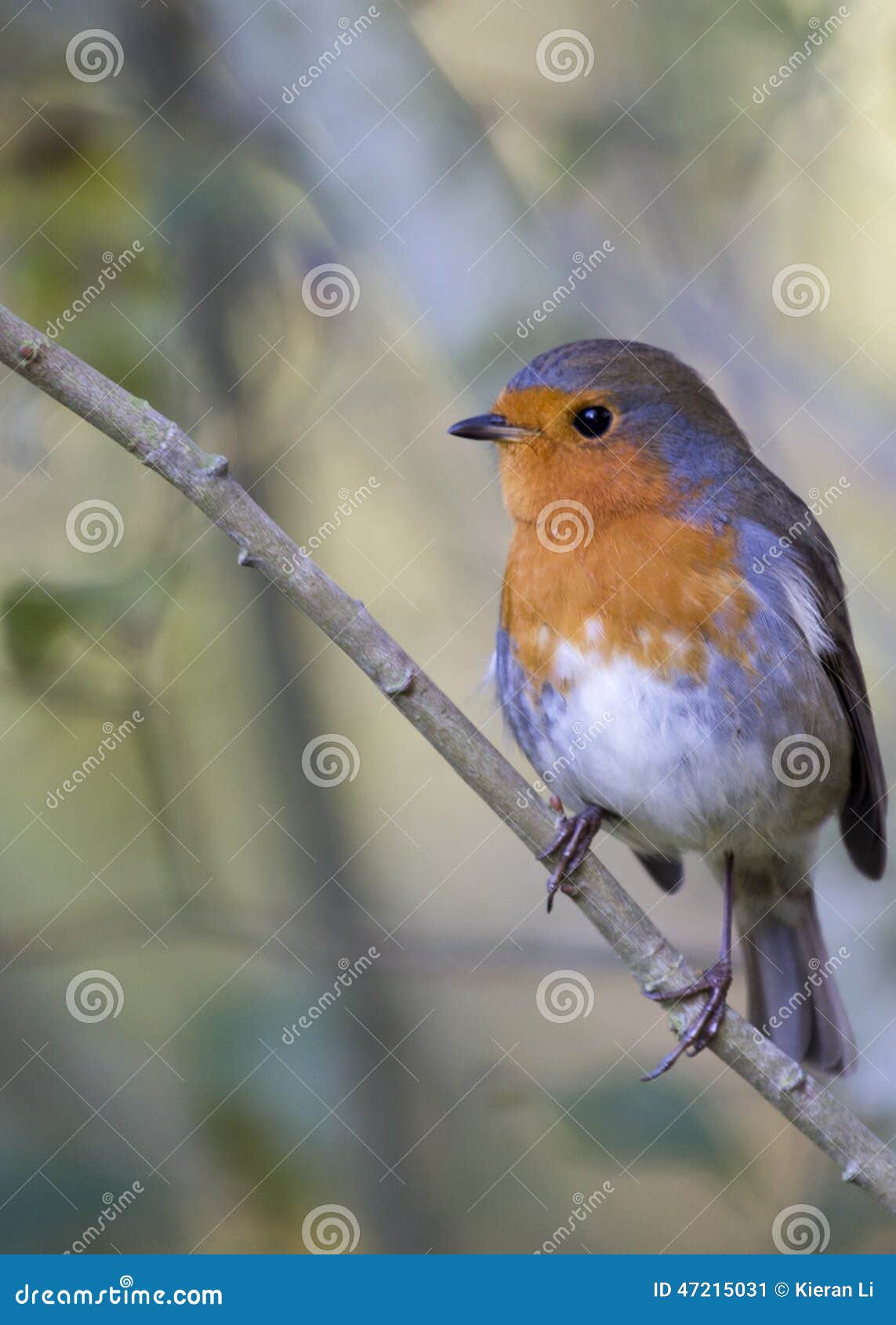 Robin Red Breast stock image. Image of industry, close 47215031