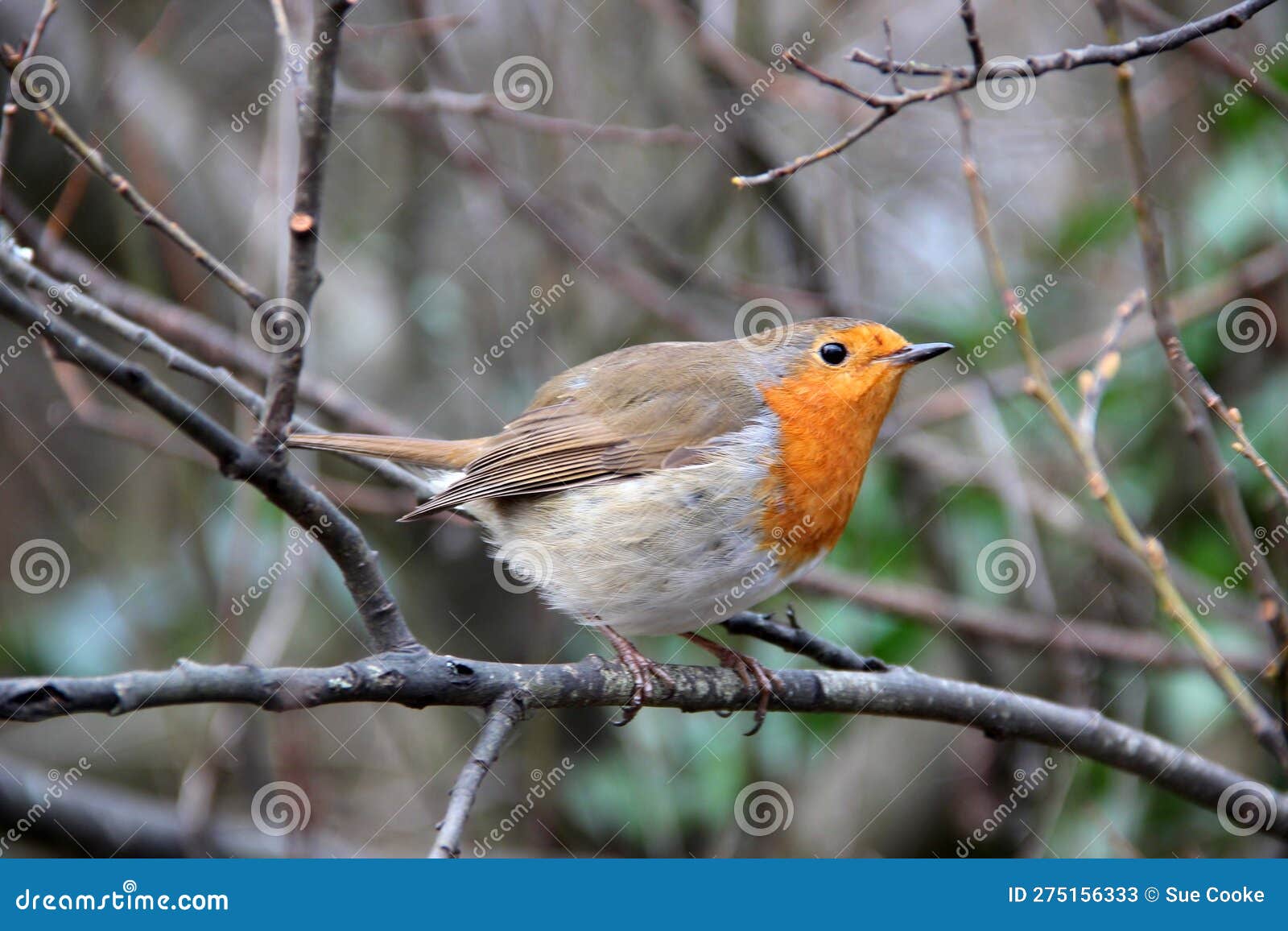 The Robin – Britain's Favourite Bird