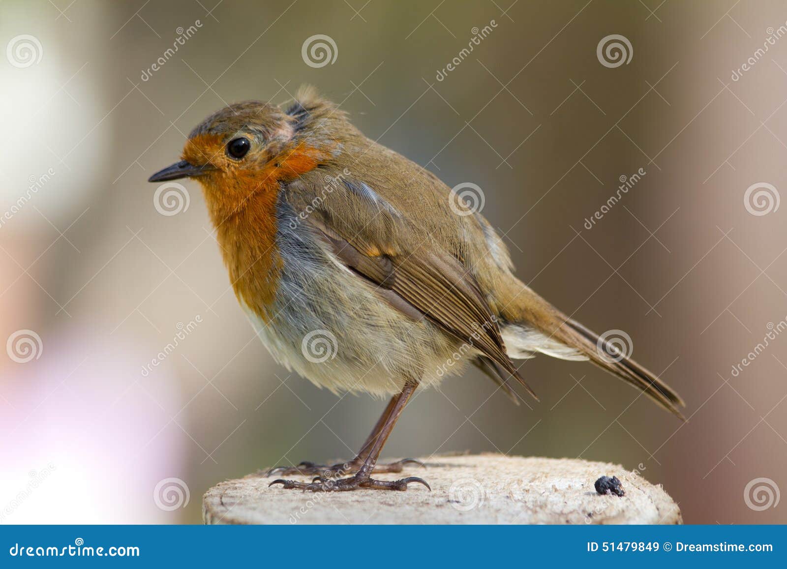 Robin Redbreast Image Stock Image Du Merle Gorge Front