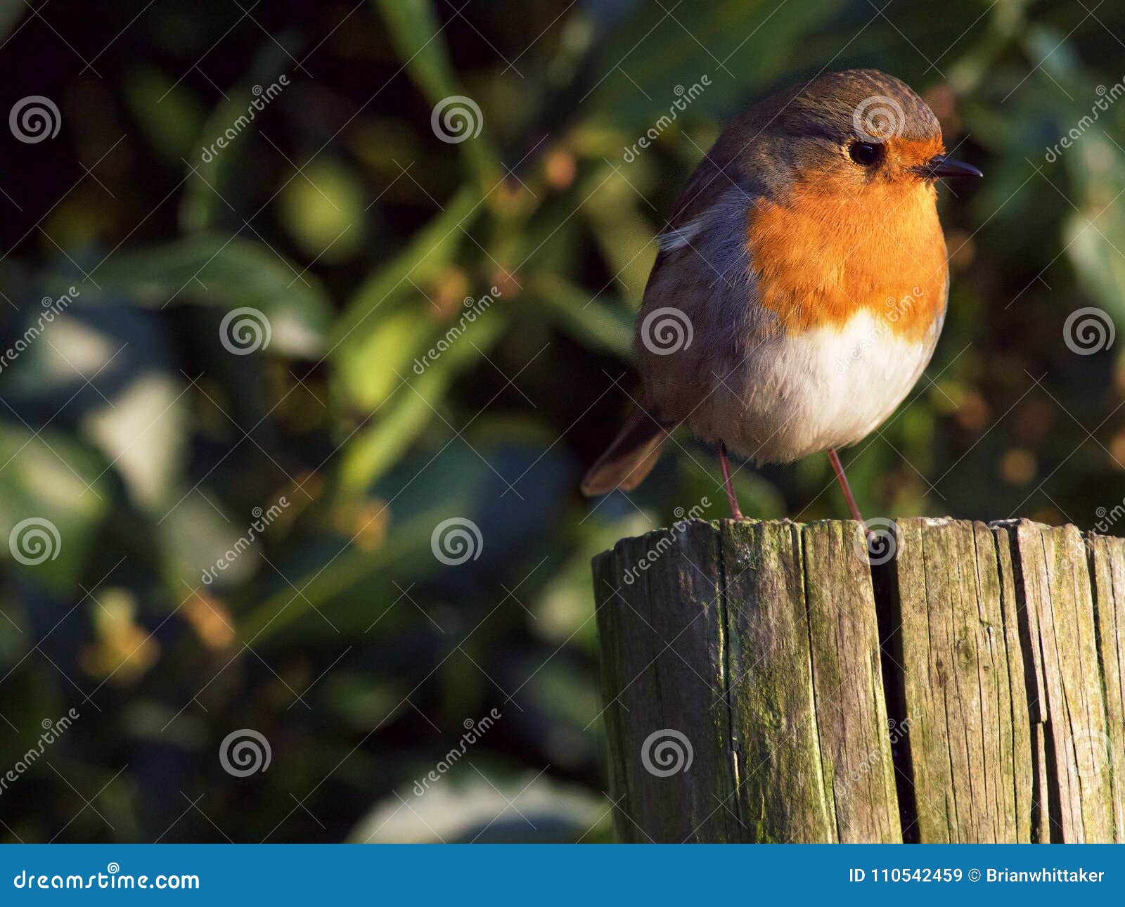 Garden Bird Identification Chart Download