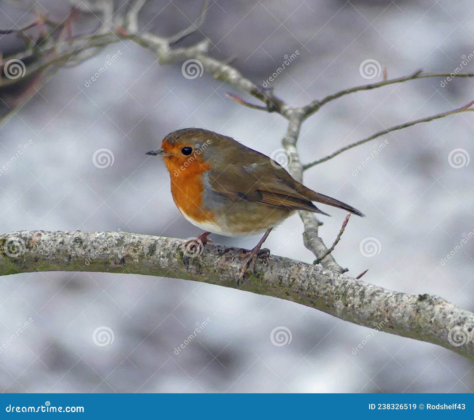 Freepost Robin on Ice & Frosty Bird bath Christmas Card & Packs 