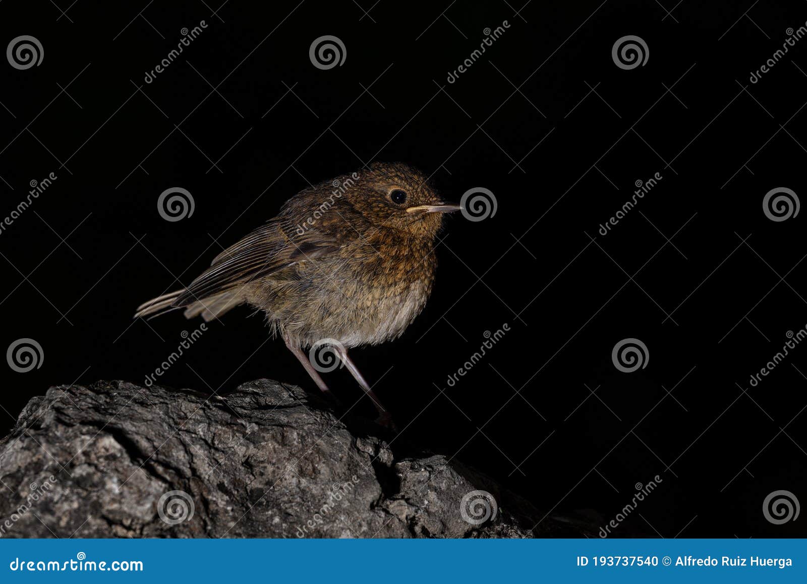 a robin, redbreast, in a forest in espejo, alava