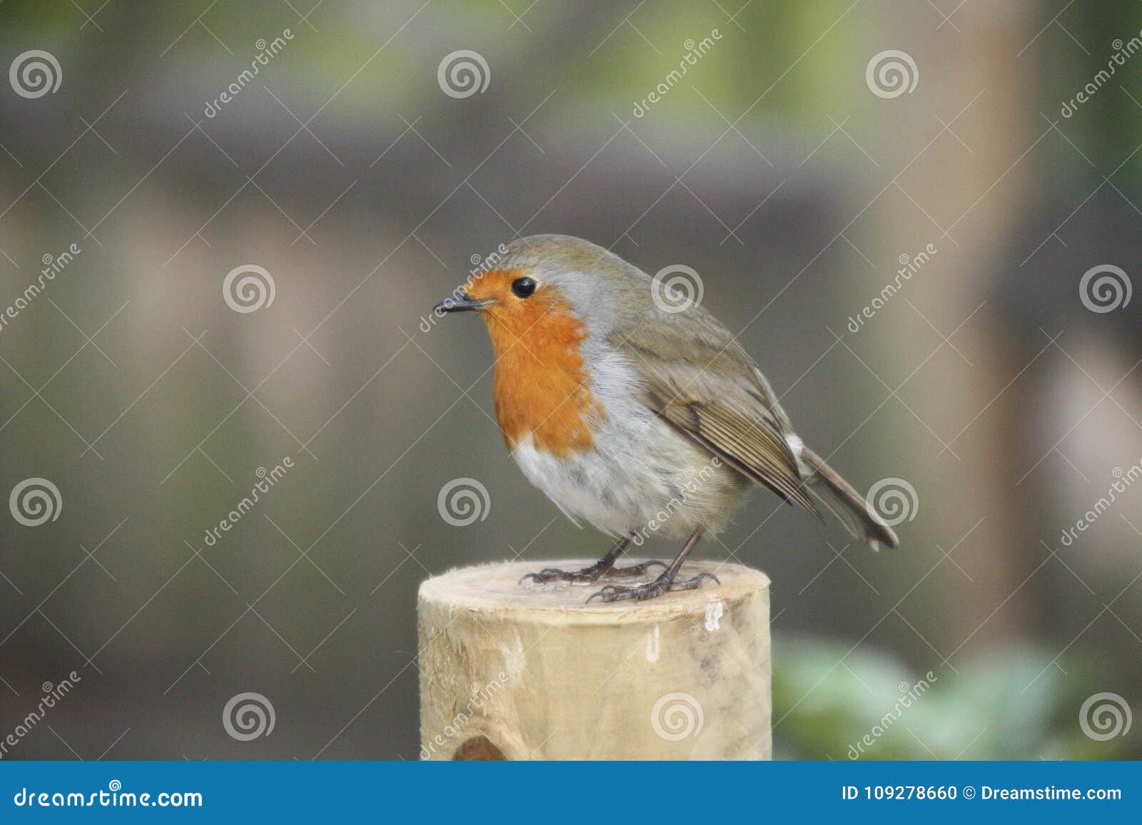 robin redbreast on a post - unmoved