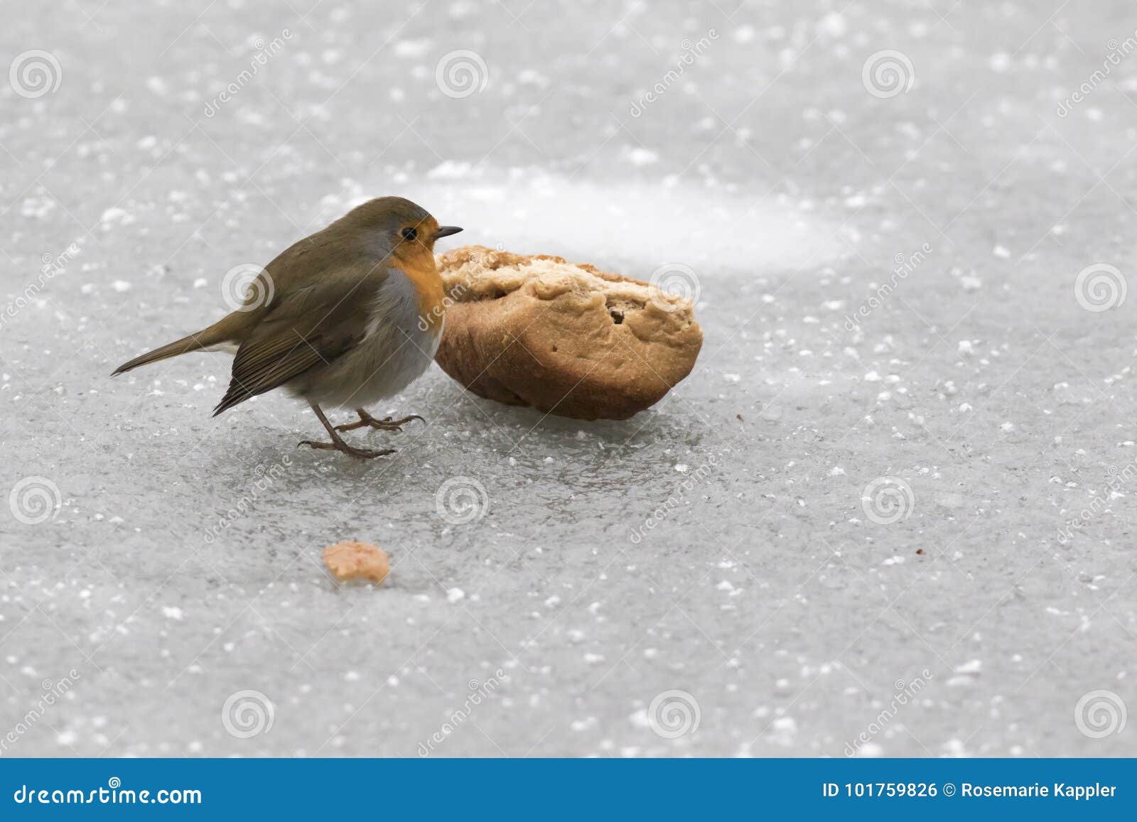 robin redbreast erithacus rubicula