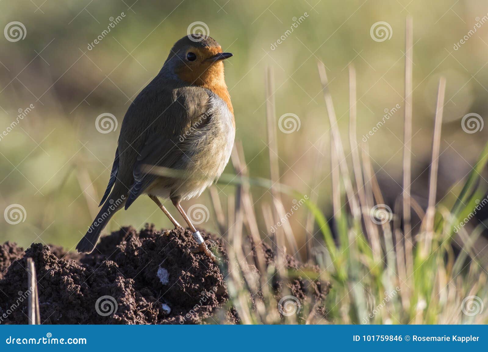 robin redbreast erithacus rubicula
