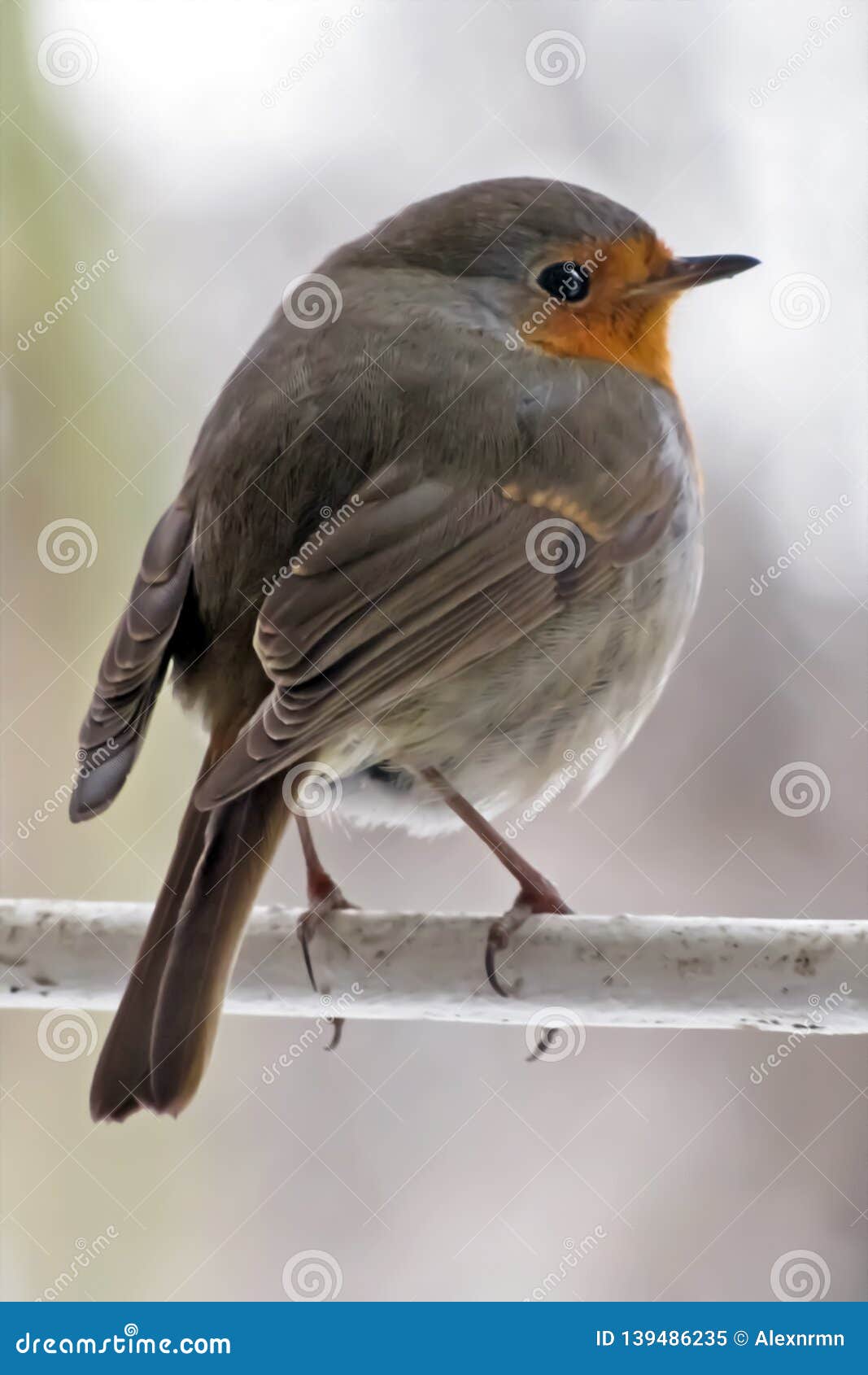 Robin Se Repose Sur Une Branche Et Regarde Autour Image