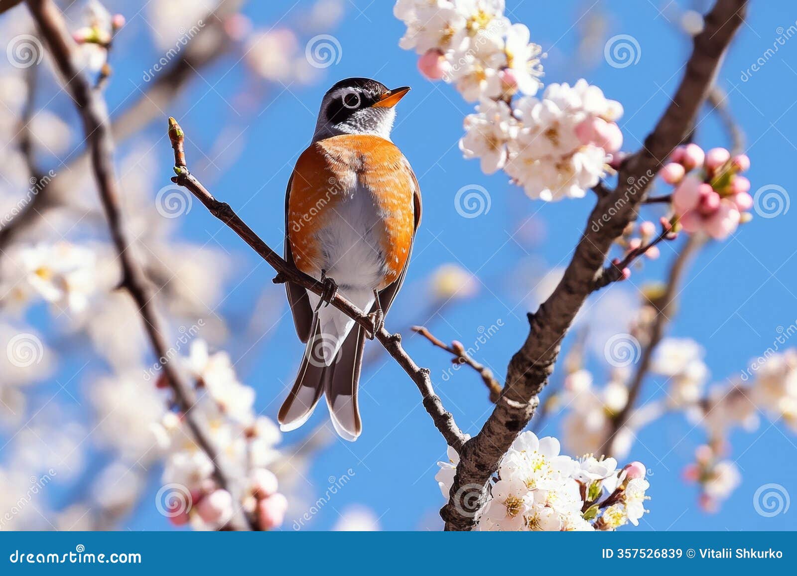 a robin is seen perched gracefully on a tree branch filled with delicate blossoms, set against a backdrop of a bright