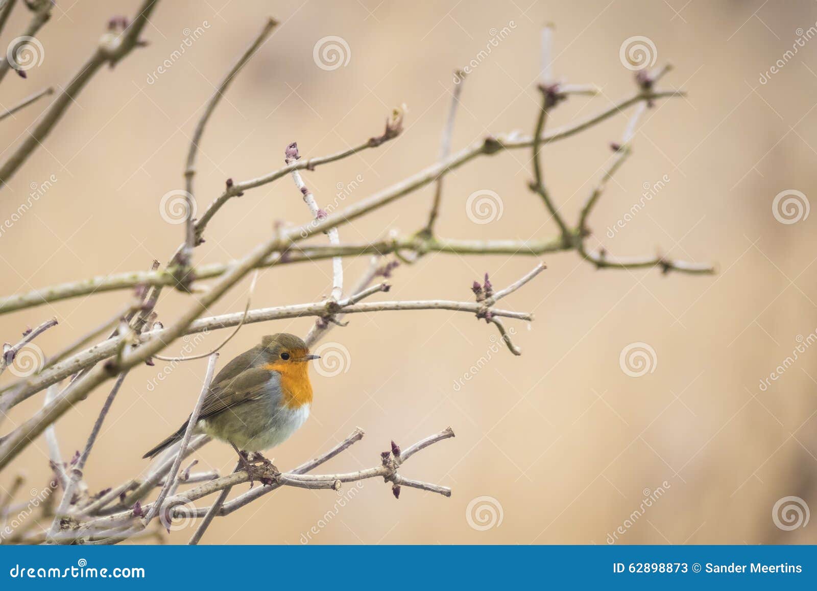 Robin singing in winter stock image. Image of branch 62898873