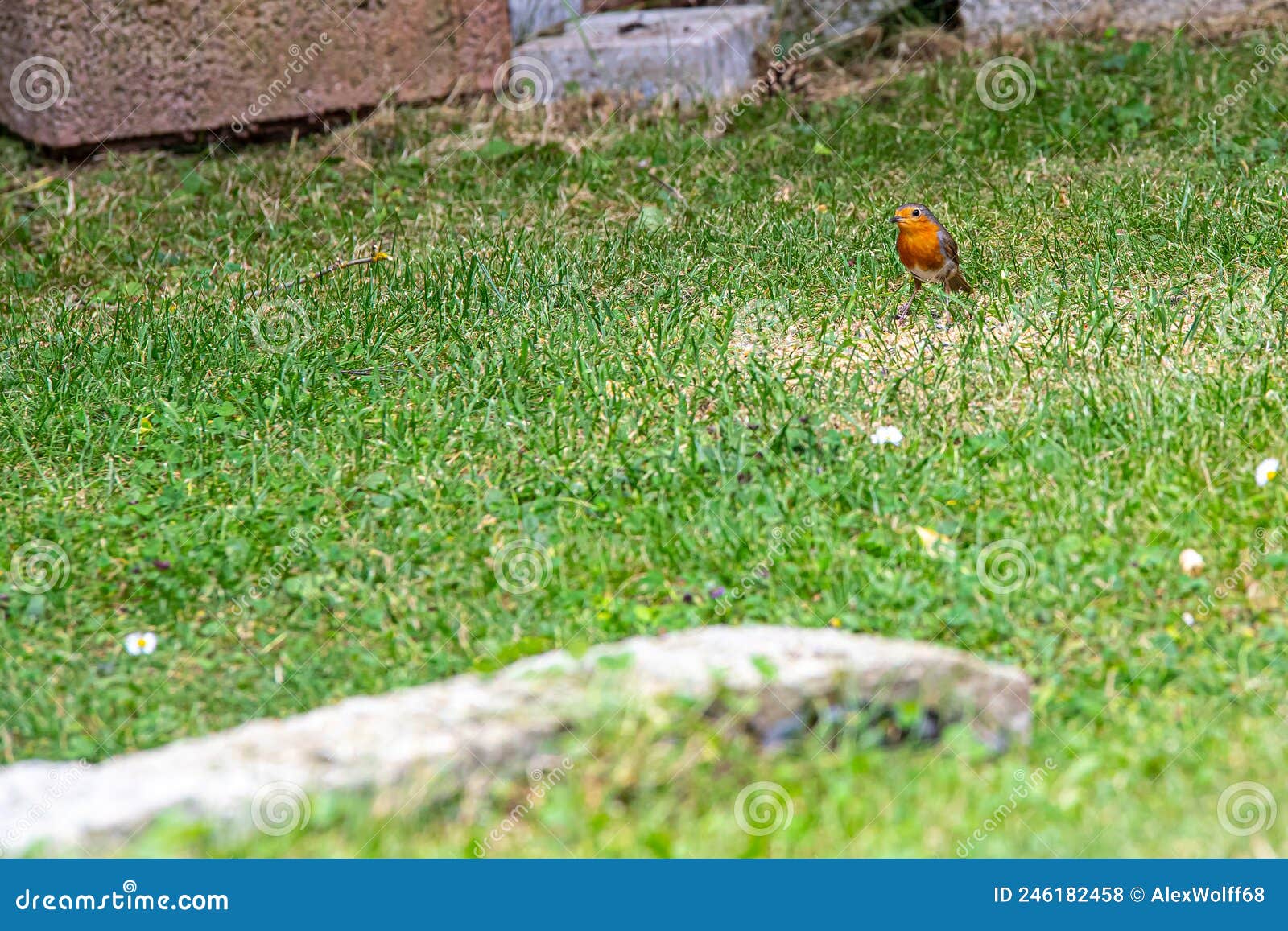 Robins eating in the grass stock photo. Image of cute 246182458