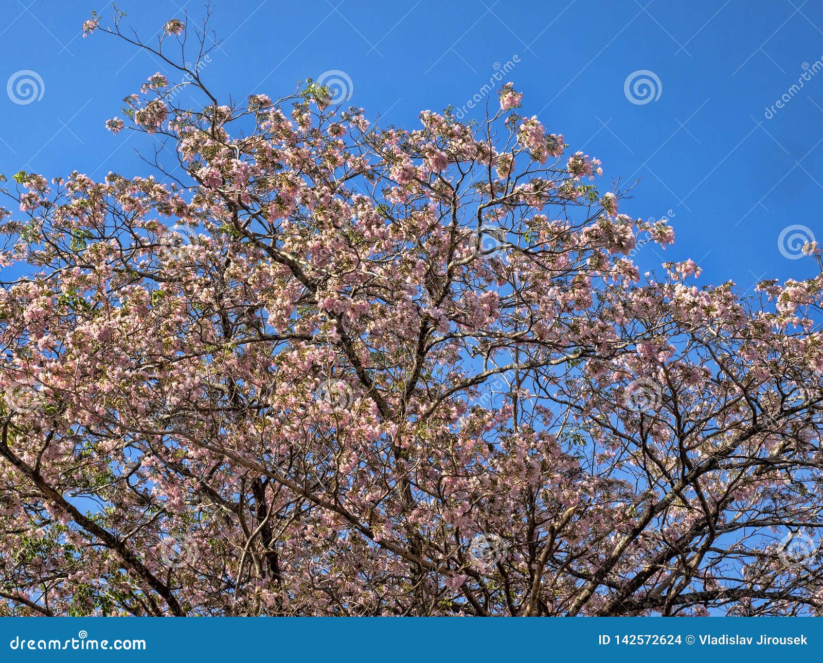 roble de sabana, tabebuia rosea, is a beautifully flowering tree of central asmerica, honduras