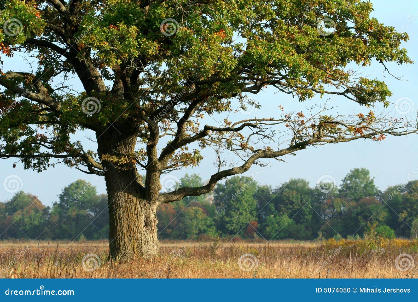 Roble Majestuoso En Medio De Un Campo Foto de archivo - Imagen de roble,  sencillo: 5074050, image size:1600x1157