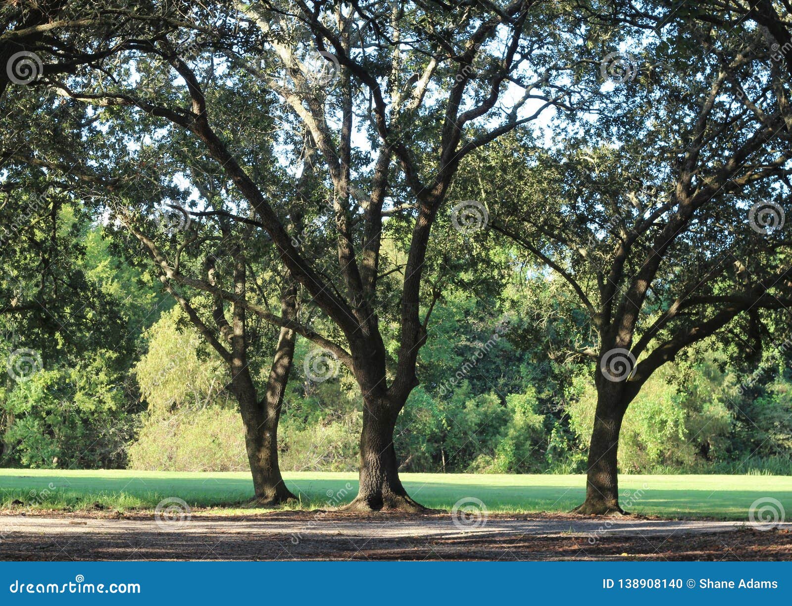 Olivos Louisiana foto de archivo. Imagen de prado, roble - 138908140, image size:1600x1224