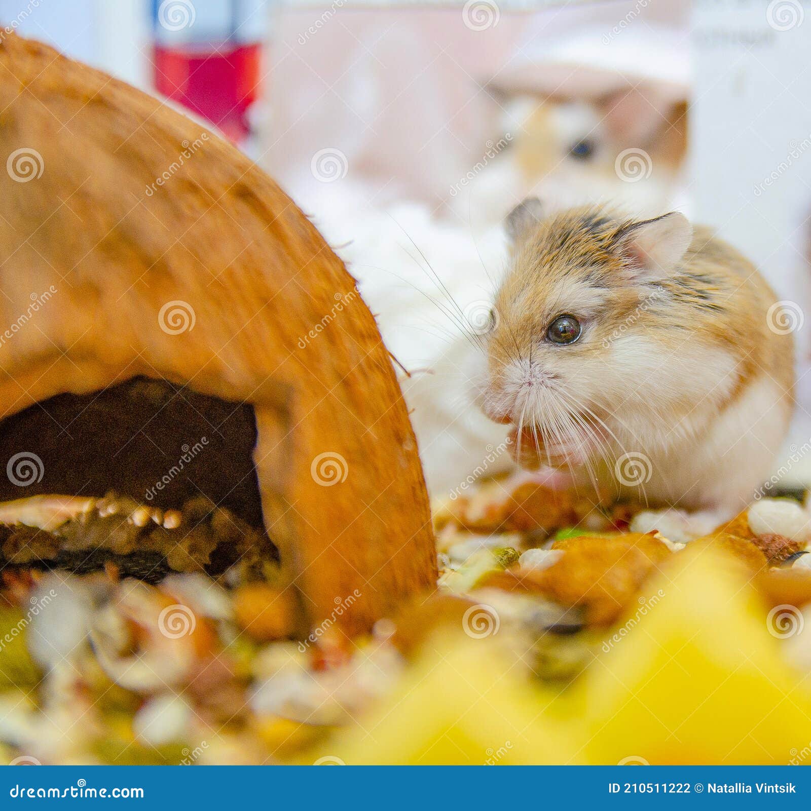 Roborovski hamster eating stock photo. Image of garten 210511222