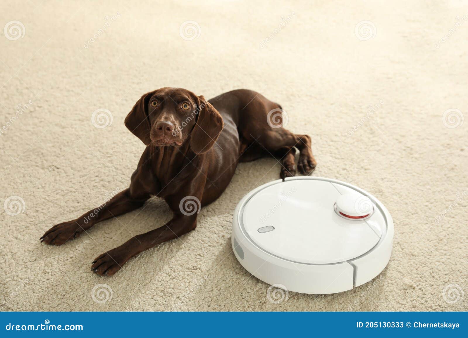 Modern Robotic Vacuum Cleaner and German Shorthaired Pointer on Floor