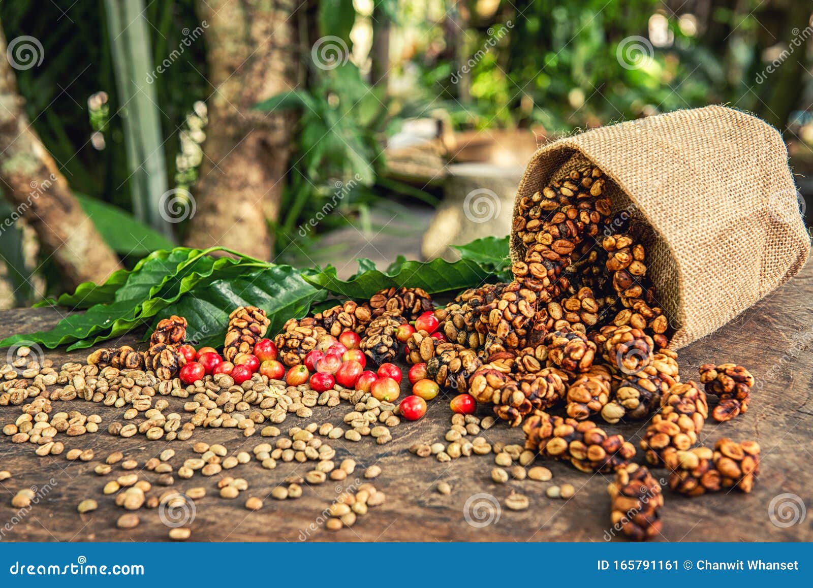 Robusta, Arabica, Coffee Berries, Coffee BeansÂ Stock Image Image of