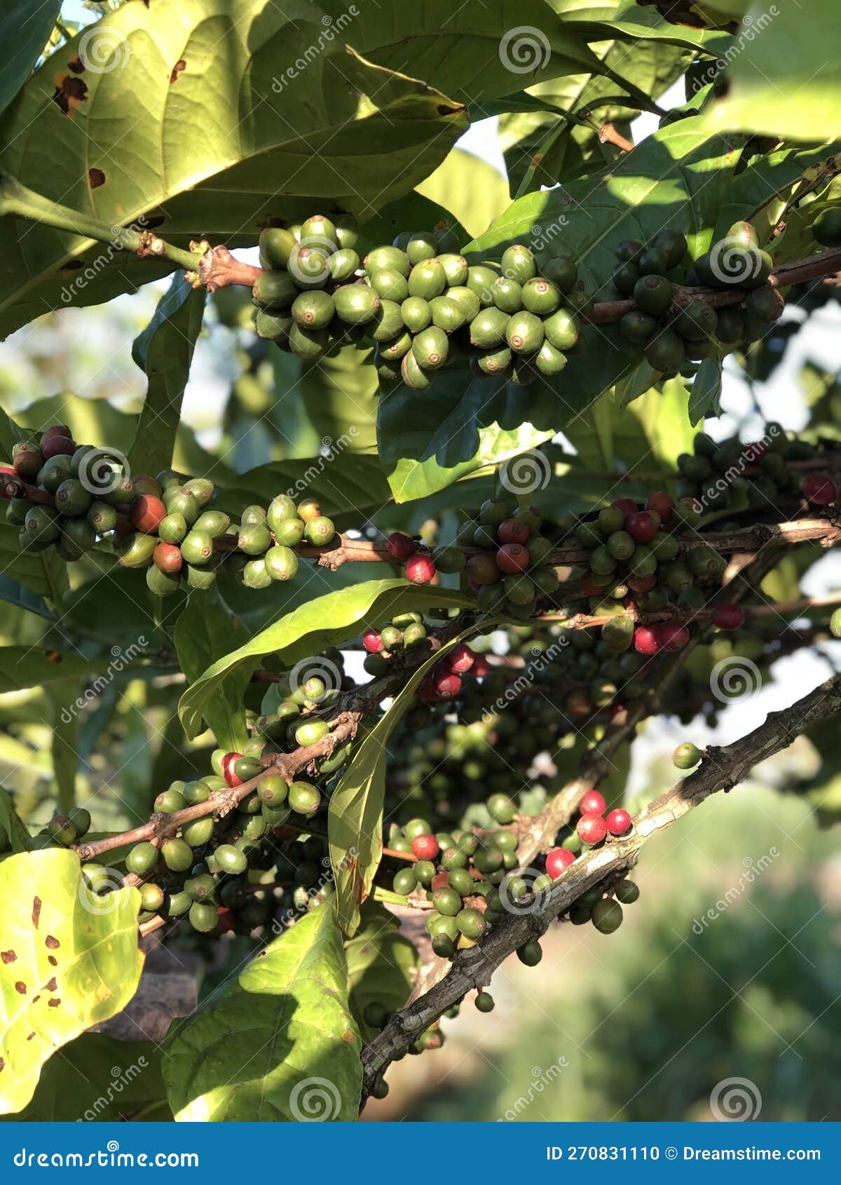 Robusta coffee bean farm stock photo. Image of farm 270831110