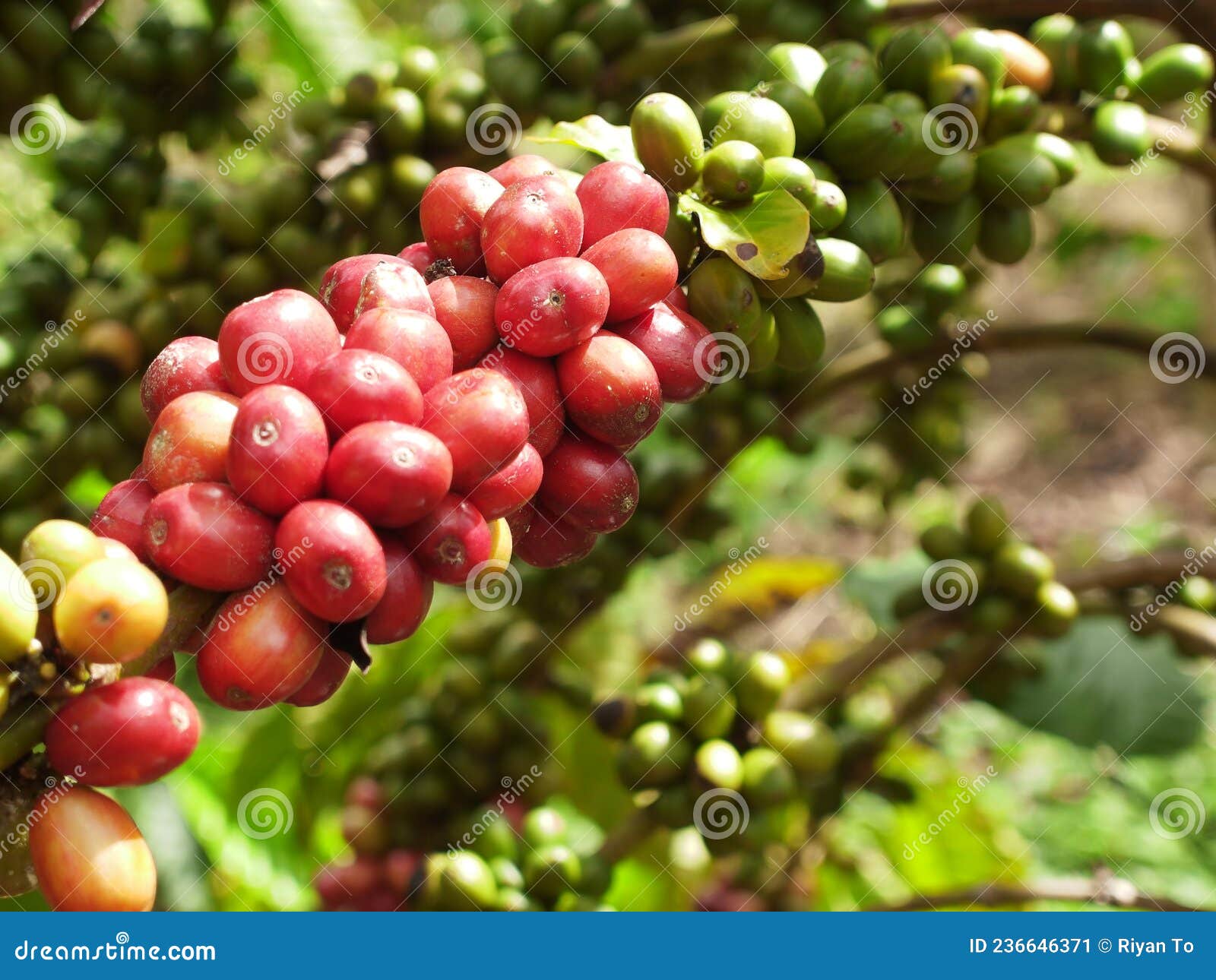 Robusta Coffee Beans . Coffee Fruit Stock Image Image of flower
