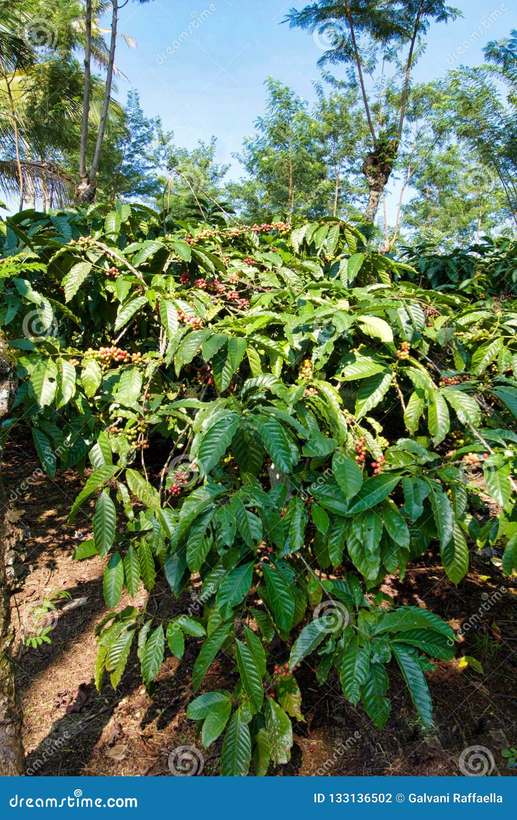 Robusta Coffee Plant in Sulawesi Stock Photo - Image of farmland, fresh ...