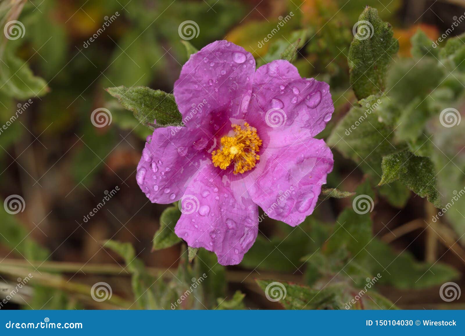Photos De Fleurs Garrigue Provence Alpes Belrando